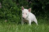 BULL TERRIER MINIATURE 168
